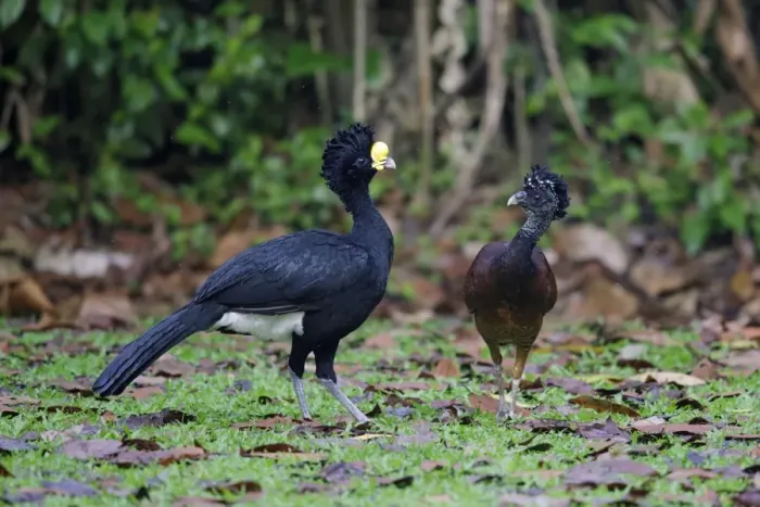 Framed Print : Great Curassow (Crax rubra) adult pair, standing on forest floor, La Selva Biological Station, Costa Rica, March