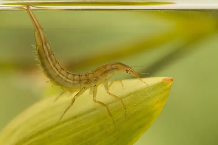 Framed Print : Great Diving Beetle (Dytiscus marginalis) larva, at surface of water, Derbyshire, England, july