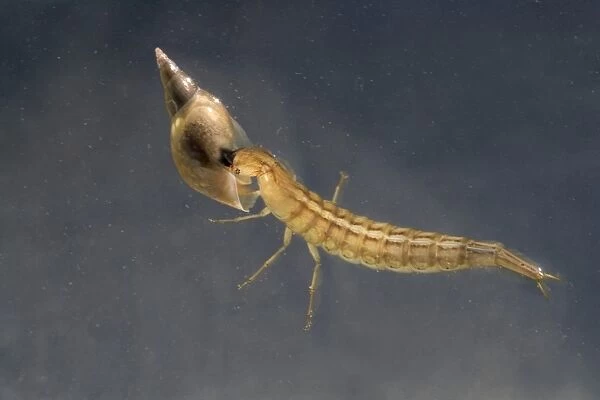 Great Diving Beetle (Dytiscus marginalis) larva, feeding on water snail prey, swimming underwater in garden pond, Bentley, Suffolk, England, june