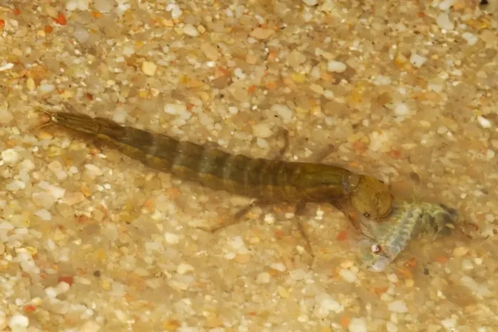 Framed Print : Great Diving Beetle (Dytiscus marginalis) larva, feeding on fairy shrimp in shallow water, Spain, May Framed Print : Great Diving Beetle (Dytiscus marginalis) larva, feeding on fairy shrimp in shallow water, Spain, May