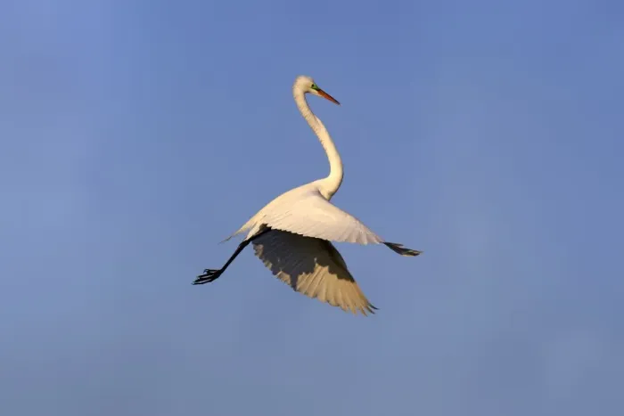 Framed Print : Great Egret (Ardea alba egretta) adult, breeding plumage, in flight, Venice Rookery, Venice, Florida, U. S. A. March Framed Print : Great Egret (Ardea alba egretta) adult, breeding plumage, in flight, Venice Rookery, Venice, Florida, U. S. A. March