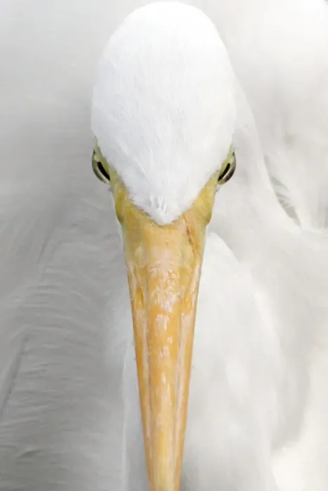 Framed Print : Great Egret (Casmerodius albus) adult, close-up of head, Florida, U. S. A Framed Print : Great Egret (Casmerodius albus) adult, close-up of head, Florida, U. S. A