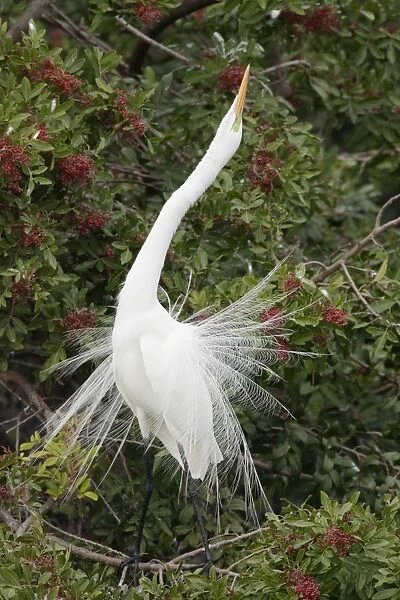 Great Egret (Casmerodius albus) adult, breeding plumage, displaying in tree, Venice Rookery, Florida, U. S. A