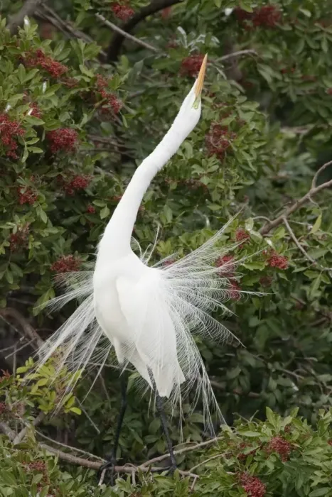 Framed Print : Great Egret (Casmerodius albus) adult, breeding plumage, displaying in tree, Venice Rookery, Florida, U. S. A Framed Print : Great Egret (Casmerodius albus) adult, breeding plumage, displaying in tree, Venice Rookery, Florida, U. S. A
