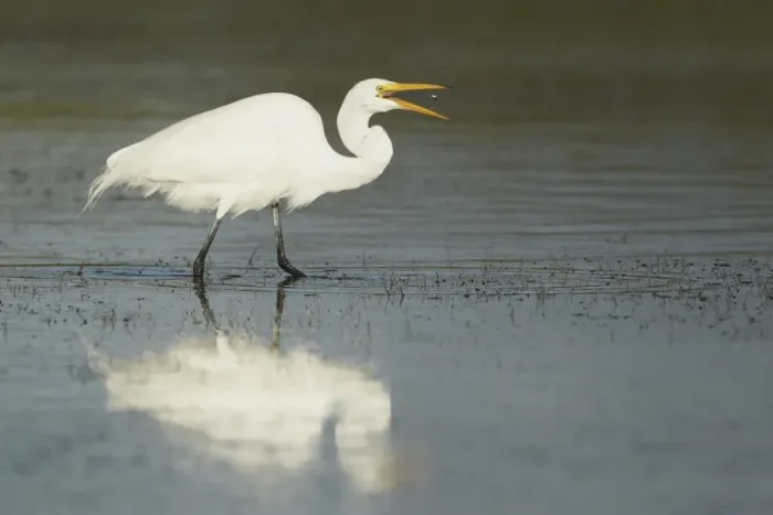 Framed Print : Great Egret (Casmerodius albus) adult, feeding, tossing up and catching freshly caught small fish into beak, Florida Framed Print : Great Egret (Casmerodius albus) adult, feeding, tossing up and catching freshly caught small fish into beak, Florida