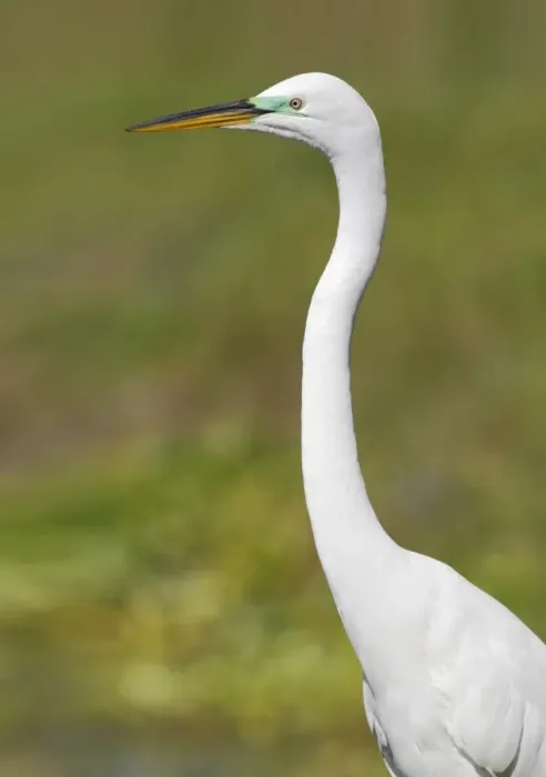 Framed Print : Great Egret (Casmerodius albus) adult, breeding plumage, close-up of head and neck, Everglades, Florida, U. S. A. March