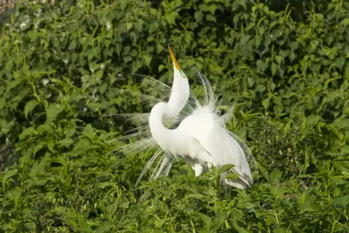 Framed Print : Great Egret (Casmerodius albus) adult male, breeding plumage, displaying at rookery, High Island, Bolivar Peninsula Framed Print : Great Egret (Casmerodius albus) adult male, breeding plumage, displaying at rookery, High Island, Bolivar Peninsula