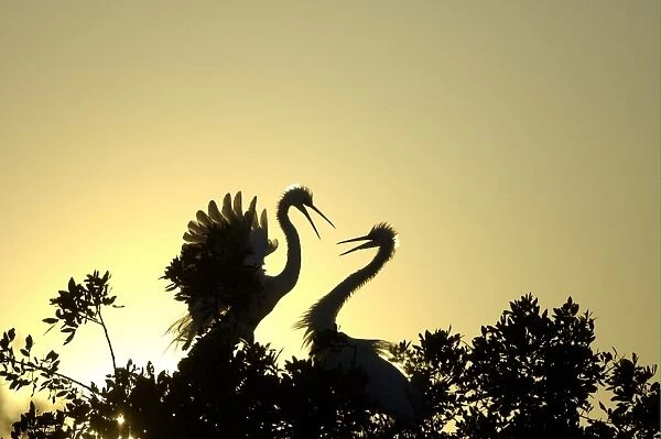 Great Egret (Casmerodius albus) adult pair, in courtship display, silhouetted at sunset, Florida, U. S. A