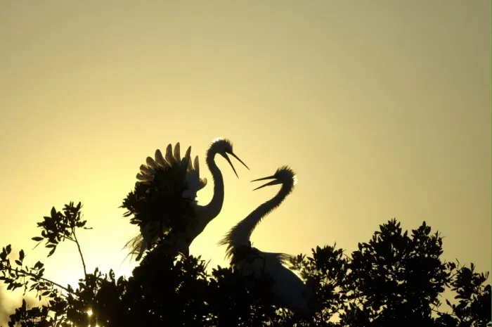 Framed Print : Great Egret (Casmerodius albus) adult pair, in courtship display, silhouetted at sunset, Florida, U. S. A Framed Print : Great Egret (Casmerodius albus) adult pair, in courtship display, silhouetted at sunset, Florida, U. S. A