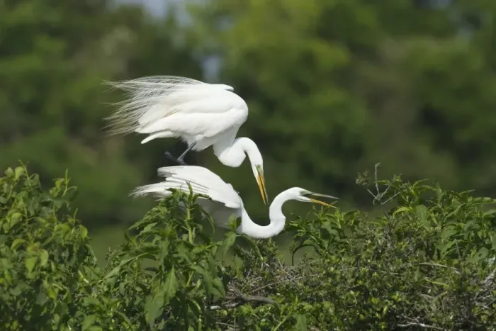 Framed Print : Great Egret (Casmerodius albus) adult pair, breeding plumage, mating on nestsite at rookery, High Island Framed Print : Great Egret (Casmerodius albus) adult pair, breeding plumage, mating on nestsite at rookery, High Island