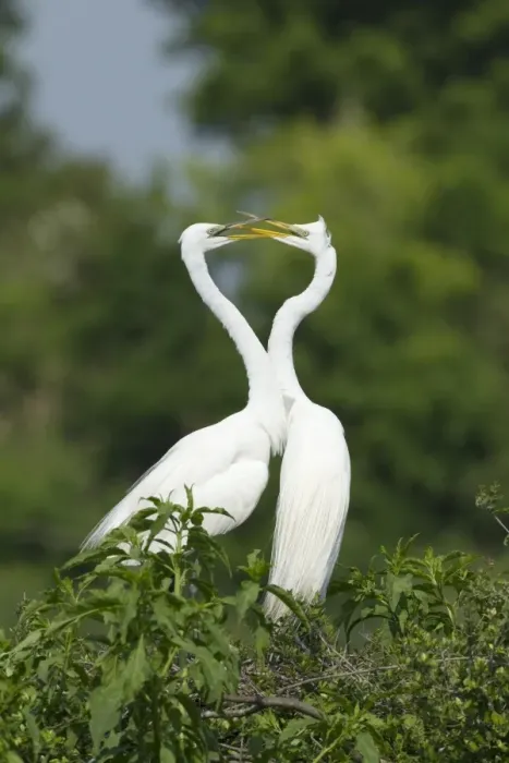 Framed Print : Great Egret (Casmerodius albus) adult pair, breeding plumage, greeting display on nestsite at rookery, High Island Framed Print : Great Egret (Casmerodius albus) adult pair, breeding plumage, greeting display on nestsite at rookery, High Island