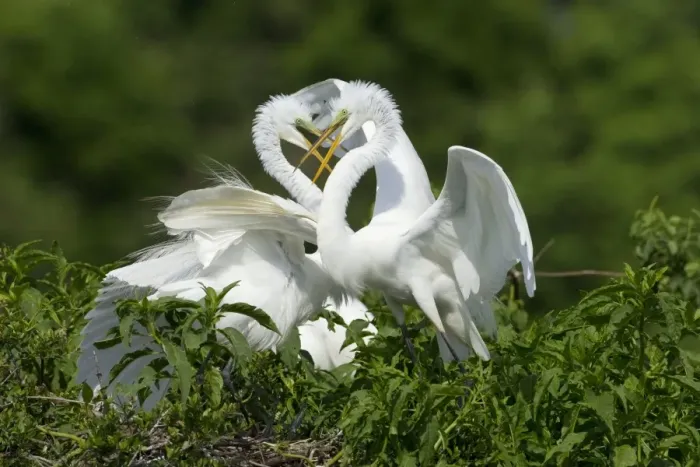 Framed Print : Great Egret (Casmerodius albus) two adults, breeding plumage, in territorial dispute at rookery, High Island Framed Print : Great Egret (Casmerodius albus) two adults, breeding plumage, in territorial dispute at rookery, High Island
