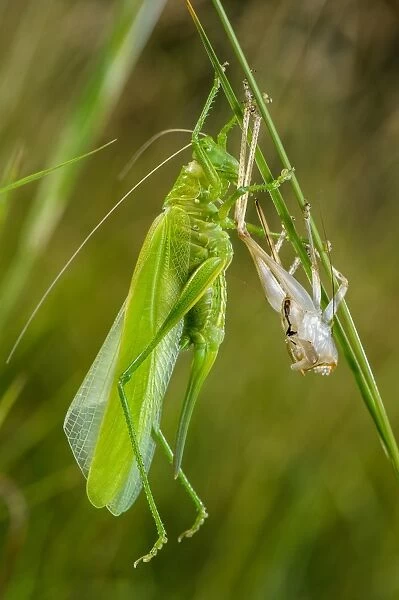 Great Green Bush-cricket (Tettigonia viridissima) adult female, shedding exoskeleton during final moult