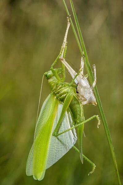 Great Green Bush-cricket (Tettigonia viridissima) adult female, shedding exoskeleton during final moult