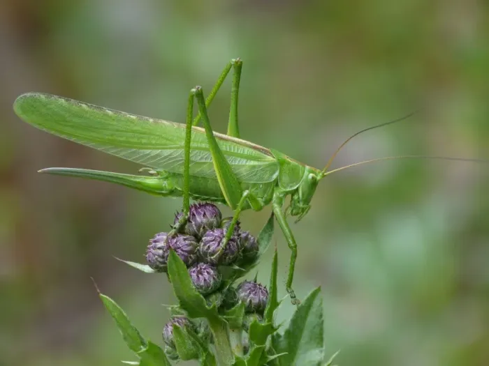 Framed Print : Great Green Bush-cricket (Tettigonia viridissima) adult female, resting on Meadow Thistle (Cirsium dissectum), Cannobina Valley, Piedmont, Northern Italy, july