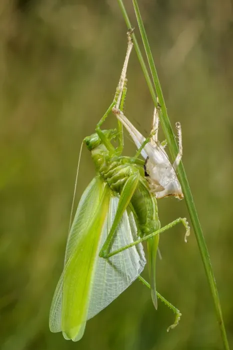 Framed Print : Great Green Bush-cricket (Tettigonia viridissima) adult female, shedding exoskeleton during final moult Framed Print : Great Green Bush-cricket (Tettigonia viridissima) adult female, shedding exoskeleton during final moult