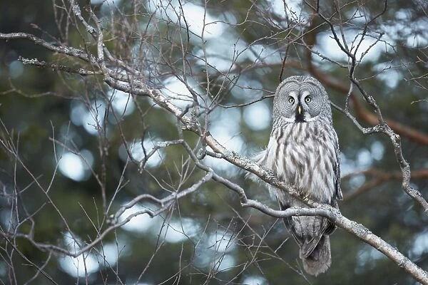 Great Grey Owl (Strix nebulosa) adult, perched in birch tree at edge of forest, Finland, March
