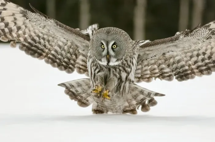 Framed Print : Great Grey Owl (Strix nebulosa) adult, in flight, hunting over snow covered open field, Finnish Lapland, Finland