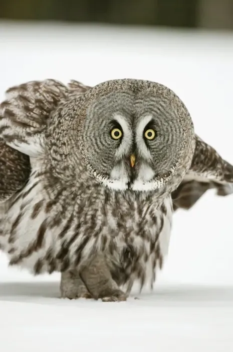 Framed Print : Great Grey Owl (Strix nebulosa) adult, standing on snow covered open field, Finnish Lapland, Finland, February Framed Print : Great Grey Owl (Strix nebulosa) adult, standing on snow covered open field, Finnish Lapland, Finland, February