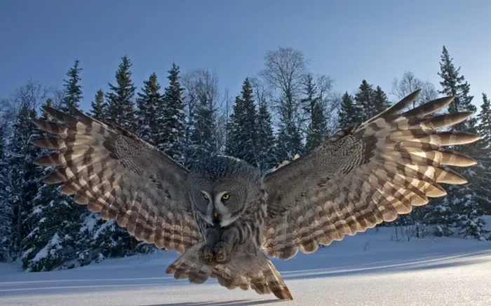 Framed Print : Great Grey Owl (Strix nebulosa) adult, backlit, in flight, hunting over snow covered ground, Finland, march Framed Print : Great Grey Owl (Strix nebulosa) adult, backlit, in flight, hunting over snow covered ground, Finland, march