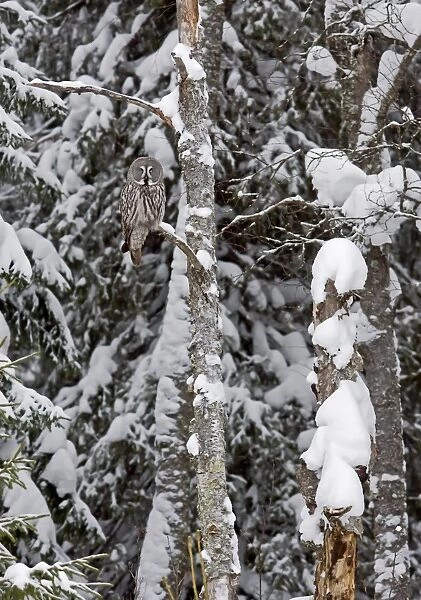 Great Grey Owl (Strix nebulosa) adult, perched in tree on snow covered coniferous forest edge, Finland, march