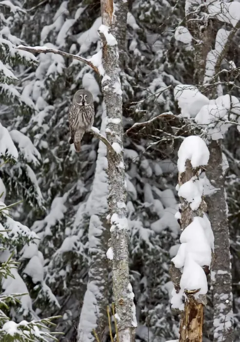 Framed Print : Great Grey Owl (Strix nebulosa) adult, perched in tree on snow covered coniferous forest edge, Finland, march Framed Print : Great Grey Owl (Strix nebulosa) adult, perched in tree on snow covered coniferous forest edge, Finland, march