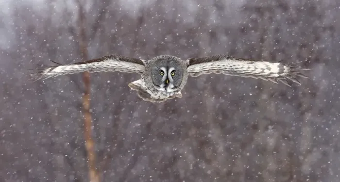 Framed Print : Great Grey Owl (Strix nebulosa) adult, in flight during snowfall, Finland, february Framed Print : Great Grey Owl (Strix nebulosa) adult, in flight during snowfall, Finland, february