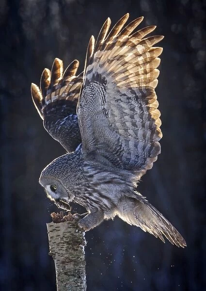Great Grey Owl (Strix nebulosa) adult, feeding on shrew (dead bait) prey, hovering on stump, Lapland, Finland, February