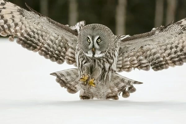 Great Grey Owl (Strix nebulosa) adult, in flight, hunting over snow covered open field, Finnish Lapland, Finland