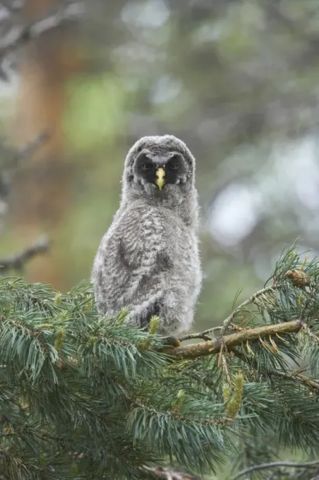 Framed Print : Great Grey Owl (Strix nebulosa) chick, perched on branch in pine tree, Oulu Region, Finland