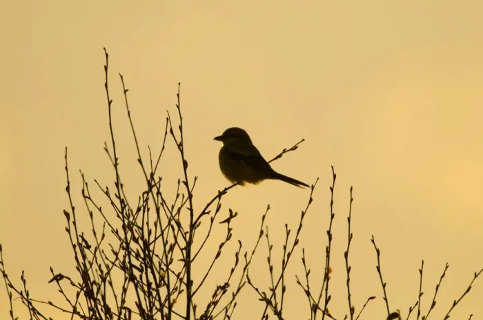 Framed Print : Great Grey Shrike (Lanius excubitor) adult, perched on twig, silhouetted at dusk, Kelling Heath, Norfolk, England, april Framed Print : Great Grey Shrike (Lanius excubitor) adult, perched on twig, silhouetted at dusk, Kelling Heath, Norfolk, England, april