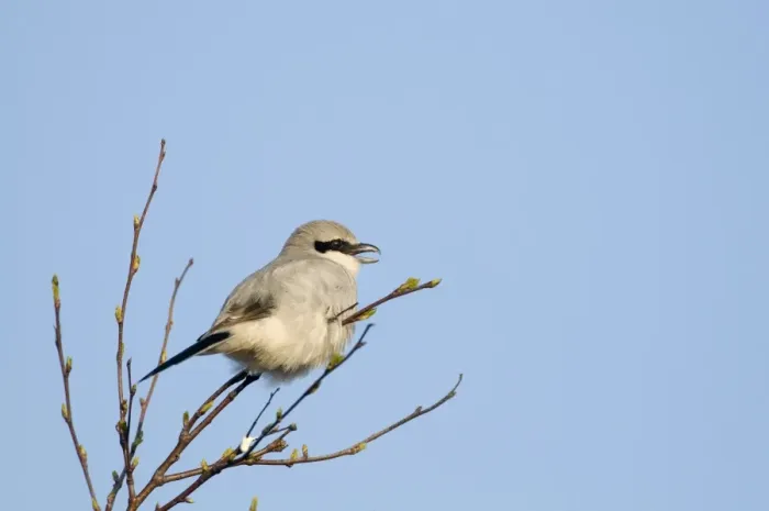 Framed Print : Great Grey Shrike (Lanius excubitor) adult, singing, perched on twig, Kelling Heath, Norfolk, England, april