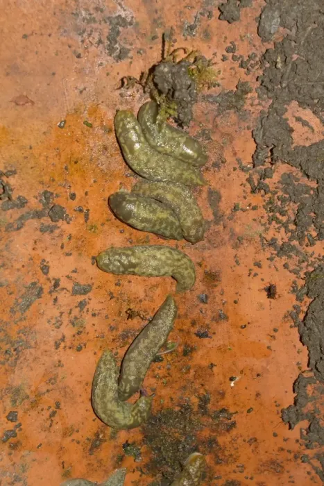 Framed Print : Great Grey Slug (Limax maximus) adults, group hibernating under roof tile, Norfolk, England, January Framed Print : Great Grey Slug (Limax maximus) adults, group hibernating under roof tile, Norfolk, England, January