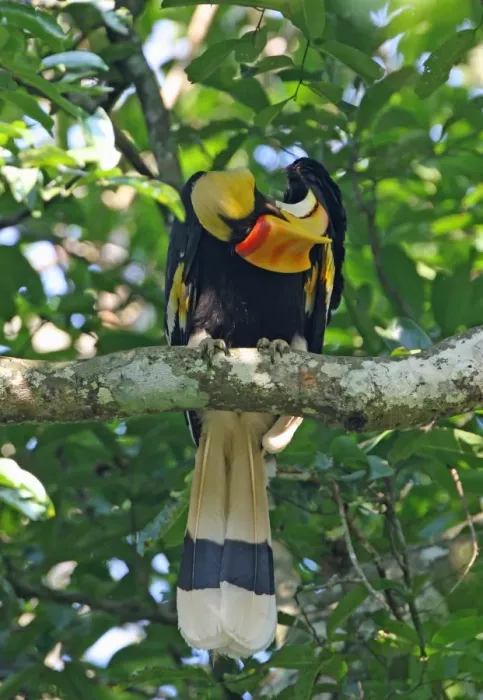 Framed Print : Great Hornbill (Buceros bicornis homrai) adult female, preening under wing, perched on branch, Kaeng Krachan N. P. Thailand, february Framed Print : Great Hornbill (Buceros bicornis homrai) adult female, preening under wing, perched on branch, Kaeng Krachan N. P. Thailand, february