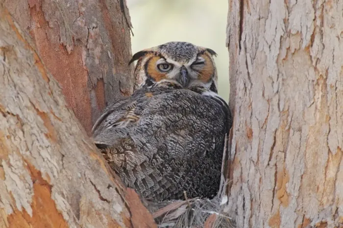 Framed Print : Great Horned Owl (Bubo virginianus) adult, sitting on nest in fork of tree, Florida, U. S. A. February Framed Print : Great Horned Owl (Bubo virginianus) adult, sitting on nest in fork of tree, Florida, U. S. A. February