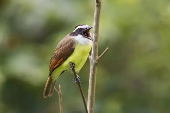 Framed Print : Great Kiskadee (Pitangus sulphuratus) adult, with beak open, perched on twig, Trinidad, Trinidad and Tobago, November Framed Print : Great Kiskadee (Pitangus sulphuratus) adult, with beak open, perched on twig, Trinidad, Trinidad and Tobago, November