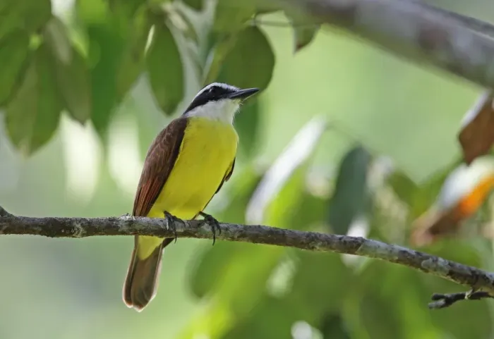 Framed Print : Great Kiskadee (Pitangus sulphuratus guatimalensis) adult, perched on twig, Summit Pond, Panama, November