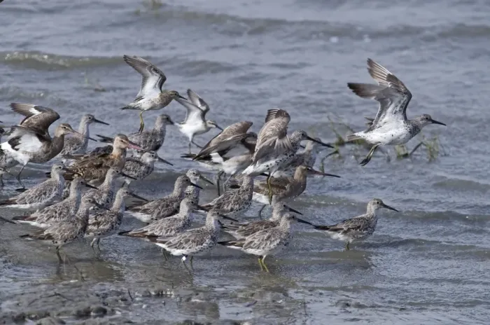 Framed Print : Great Knot (Calidris tenuirostris), Sharp-tailed Sandpiper (Calidris acuminata), Black-tailed Godwit (Limosa limosa) and Broad-billed Sandpiper (Limicola falcinellus) mixed flock, non-breeding plumage, taking off from water, Cairns Esplanade