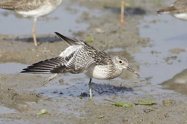 Great Knot (Calidris tenuirostris) adult, non-breeding plumage, stretching wing and leg, standing on mud, Mai Po