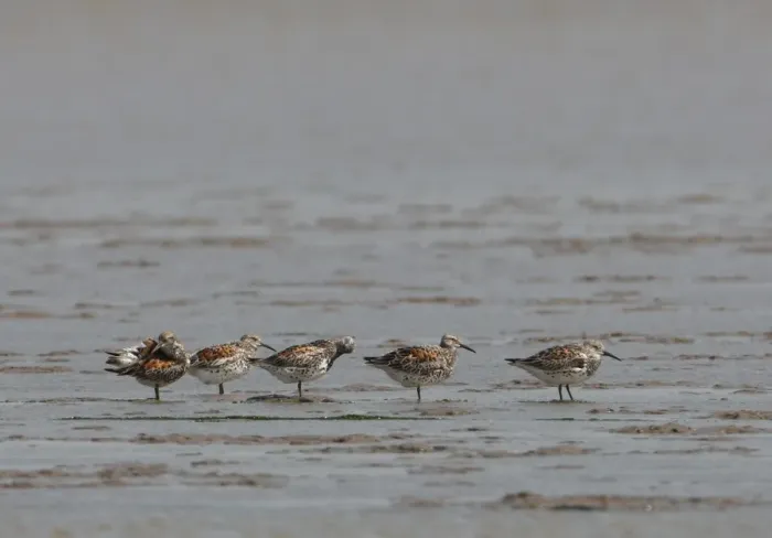 Framed Print : Great Knot (Calidris tenuirostris) five adults, preening, standing in shallow water on mudflats, Hebei, China, may Framed Print : Great Knot (Calidris tenuirostris) five adults, preening, standing in shallow water on mudflats, Hebei, China, may