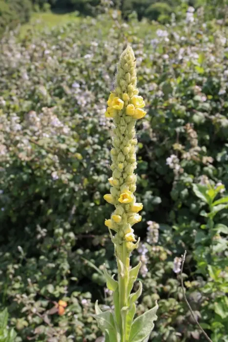 Framed Print : Great Mullein (Verbascum thapsus) flowering, growing on chalk downland, Arreton Down, Arreton, Isle of Wight, England Framed Print : Great Mullein (Verbascum thapsus) flowering, growing on chalk downland, Arreton Down, Arreton, Isle of Wight, England