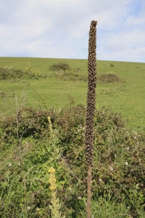 Framed Print : Great Mullein (Verbascum thapsus) seedhead, growing on chalk downland, Arreton Down, Arreton, Isle of Wight, England, june Framed Print : Great Mullein (Verbascum thapsus) seedhead, growing on chalk downland, Arreton Down, Arreton, Isle of Wight, England, june