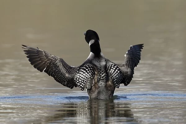 Great Northern Diver (Gavia immer) adult, breeding plumage, stretching wings on water, Iceland, June