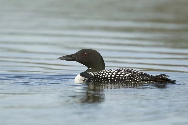 Great Northern Diver (Gavia immer) adult, breeding plumage, swimming, Iceland, June