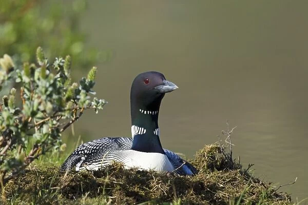Great Northern Diver (Gavia immer) adult, breeding plumage, sitting on nest at edge of water, Iceland, June