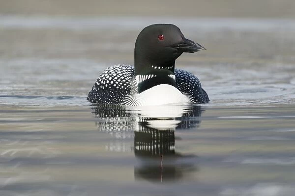 Great Northern Diver (Gavia immer) adult, breeding plumage, swimming, Iceland, June