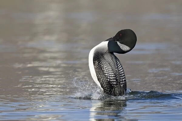 Great Northern Diver (Gavia immer) adult, breeding plumage, displaying on water, Iceland, June