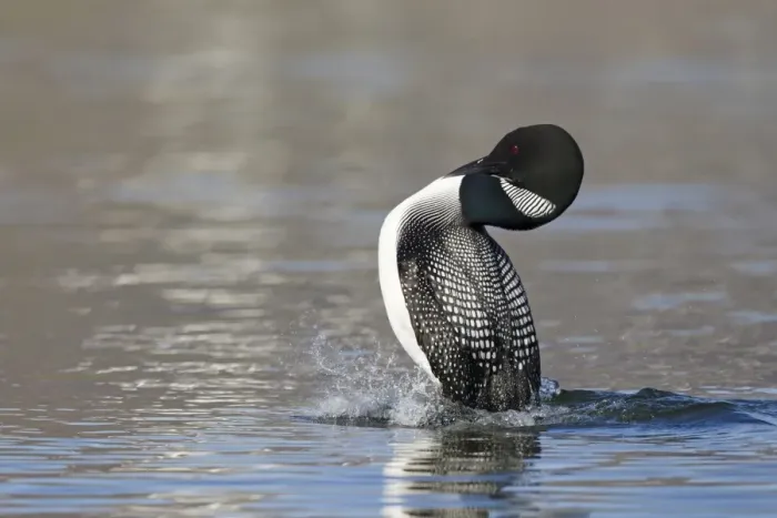 Framed Print : Great Northern Diver (Gavia immer) adult, breeding plumage, displaying on water, Iceland, June
