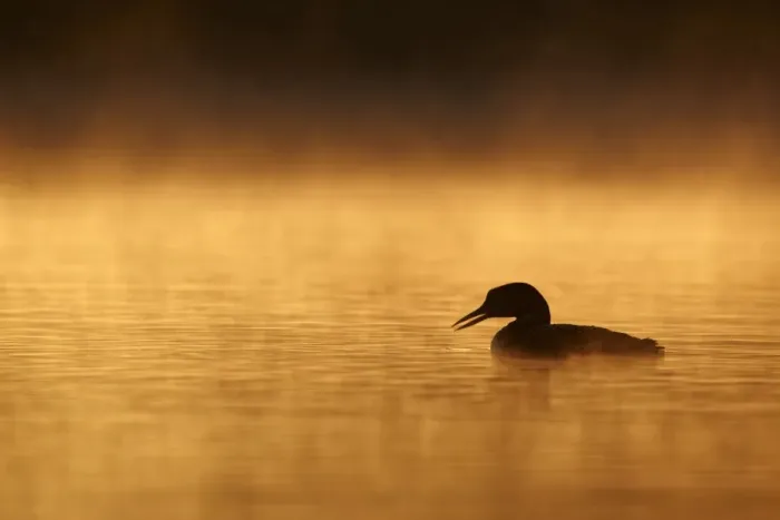 Framed Print : Great Northern Diver (Gavia immer) adult, summer plumage, silhouetted on lake at sunrise, North Michigan, U. S. A. june Framed Print : Great Northern Diver (Gavia immer) adult, summer plumage, silhouetted on lake at sunrise, North Michigan, U. S. A. june