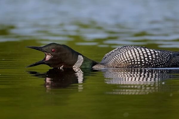 Great Northern Diver (Gavia immer) adult, summer plumage, calling, swimming on lake, North Michigan, U. S. A. june